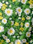 Moisture-wicking Floral Chest Pocket Hawaiian Shirt