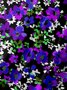 Moisture-wicking Floral Chest Pocket Hawaiian Shirt